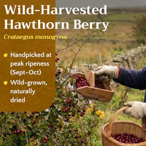 Hawthorn Berry Tea - Wildcrafted Whole Dried Hawthorn Berries, 2 oz